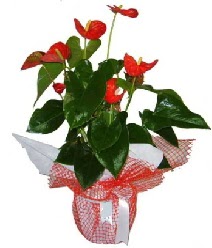 Antoryum saks� i� mekan s�s bitkisi  Ulus Ankara �i�ek g�nderme 