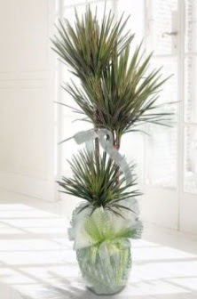 Marginata Tricolor ��l� Saks� bitkisi  Ulus Ankara �i�ek ma�azas� , �i�ek�i adresleri 