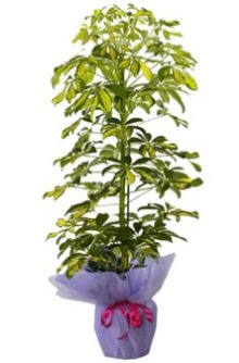 Schefflera Tekli �� mnekan saks� �i�e�i  Ulus Ankara 14 �ubat sevgililer g�n� �i�ek 