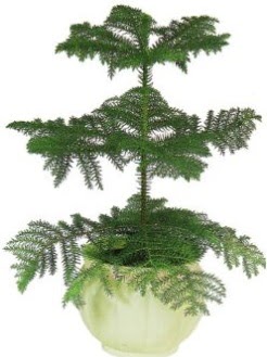 Araucaria Heterophylla i� mekan saks�  Ulus Ankara �i�ek�i telefonlar� 