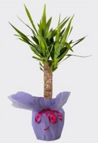 Yucca Tekli i� mekan saks� bitkisi  Ulus Ankara �i�ek servisi , �i�ek�i adresleri 