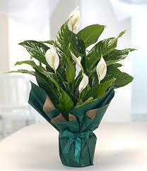 Spatifilyum Barış çiçeği Büyük boy  Ulus Ankara çiçek gönderme 