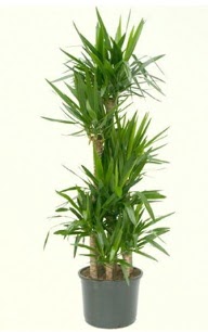 7 li yucca saks� bitkisi  Ulus Ankara �i�ek g�nderme 
