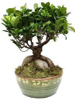 Japon ağacı bonsai saksı bitkisi 