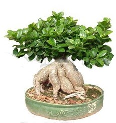 Japon ağacı bonsai saksı bitkisi 
