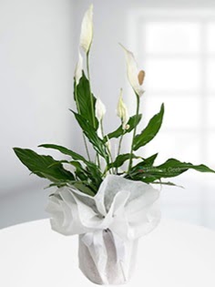 Spathiphyllum �i�e�i Bar�� �i�e�i  Ulus Ankara �nternetten �i�ek sipari�i  