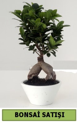 Bonsai japon a�ac� sat���  Ulus Ankara �i�ek g�nderme 