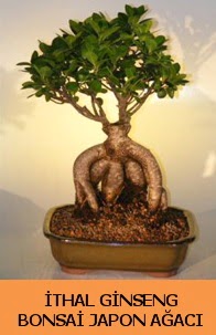 �thal japon a�ac� ginseng bonsai sat��� 