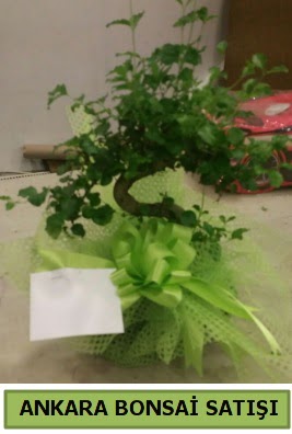 Bonsai saks� bitkisi sat��� 