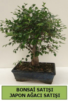 Minyat�r bonsai japon a�ac� sat��� 