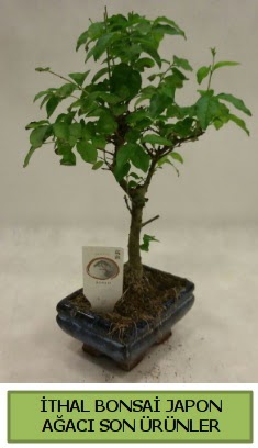 �thal bonsai japon a�ac� bitkisi  Ulus Ankara �i�ek g�nderme sitemiz g�venlidir 
