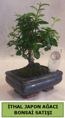 İthal japon ağacı bonsai bitkisi satışı 