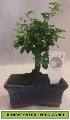 Minyatür bonsai ağacı satışı 