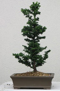 am aac bonsai bitkisi sat 
