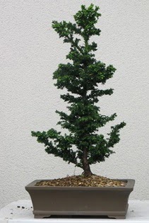 �am a�ac� bonsai bitkisi sat��� 