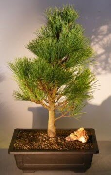 am aac japon aac bitkisi bonsai 