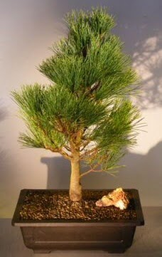 �am a�ac� japon a�ac� bitkisi bonsai 