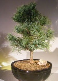 Çam ağacı bonsai bitkisi satışı 