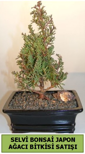 Selvi �am japon a�ac� bitkisi bonsai 