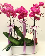 Beyaz seramik ierisinde 4 dall orkide 