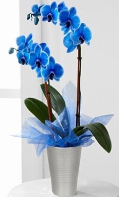 Seramik vazo içerisinde 2 dallı mavi orkide 