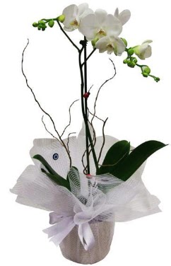 Tek dallı beyaz orkide  Ulus Ankara güvenli kaliteli hızlı çiçek  