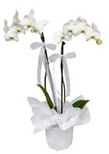 2 dallı beyaz orkide  Ulus Ankara çiçek , çiçekçi , çiçekçilik 