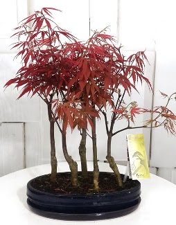 5 adet japon akçaağaç bonsai çiçeği 