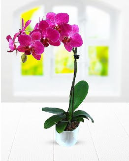 Tek dallı mor orkide 