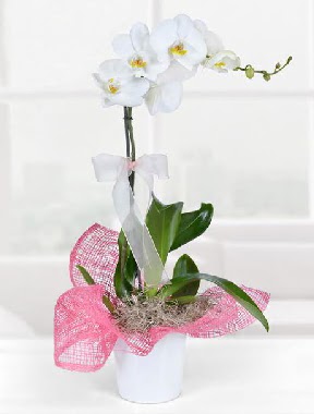 Tek dallı beyaz orkide seramik saksıda  