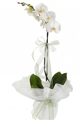 Tekli Beyaz Orkide 
