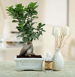 Ginseng ficus bonsai  Ulus Ankara çiçek online çiçek siparişi 