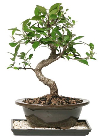 Altın kalite Ficus S bonsai  Süper Kalite