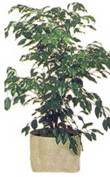  Ulus Ankara �i�ek servisi , �i�ek�i adresleri  Ficus benjamin 