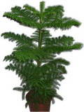  Ulus Ankara ucuz �i�ek g�nder  Araucaria 