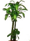  Ulus Ankara �i�ek�i ma�azas�  Dracaena massengena