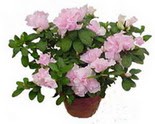  Ulus Ankara �i�ek g�nderme  Rhodendron latince A�elya 