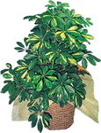  Ulus Ankara �i�ek servisi , �i�ek�i adresleri  Schefflera gold 